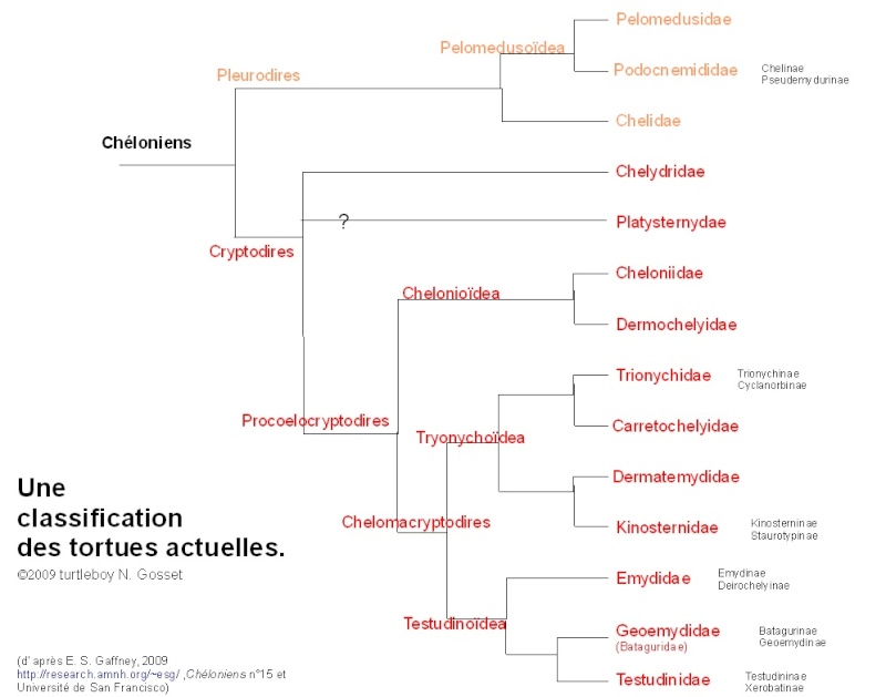catalogue des genres et arbre phylogénétique Classi10
