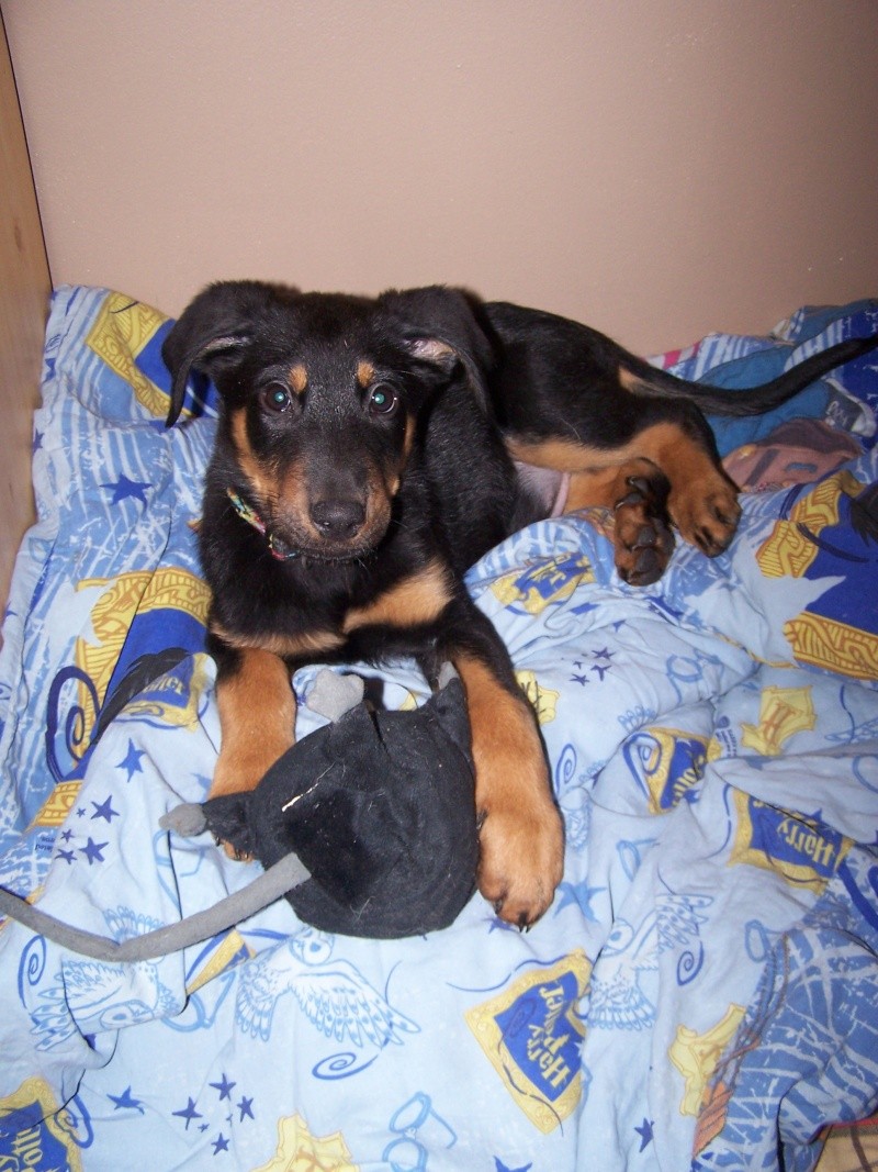 Marley, 2 mois et demi, Beauceron ( 59) Photo_10