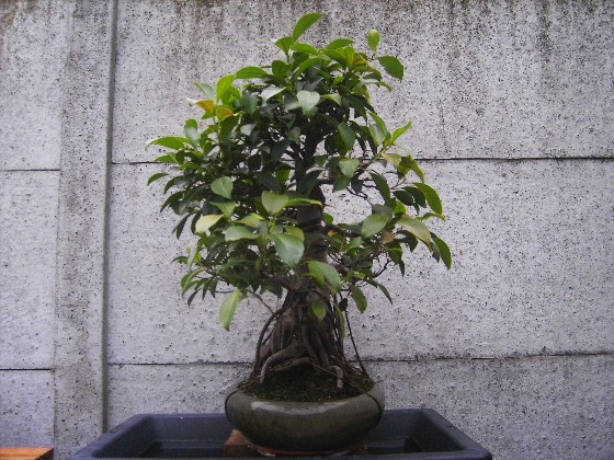 ficus retusa 21_mai16