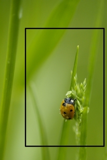 la fourmi et la coccinelle Coccin10