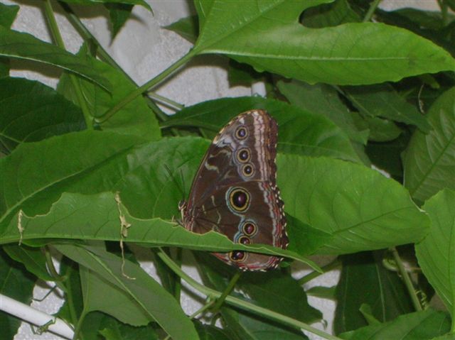 la serre aux papillons Orlean27