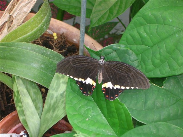 la serre aux papillons Orlean31