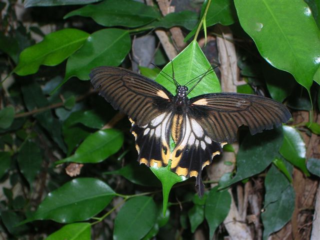 la serre aux papillons Orlean34