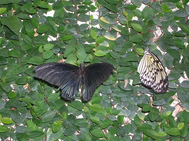 la serre aux papillons Orlean35