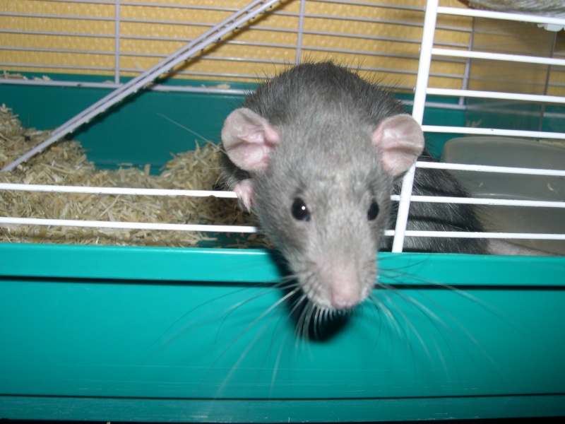 Rat male dumbo bleu (RP) Dscn0010