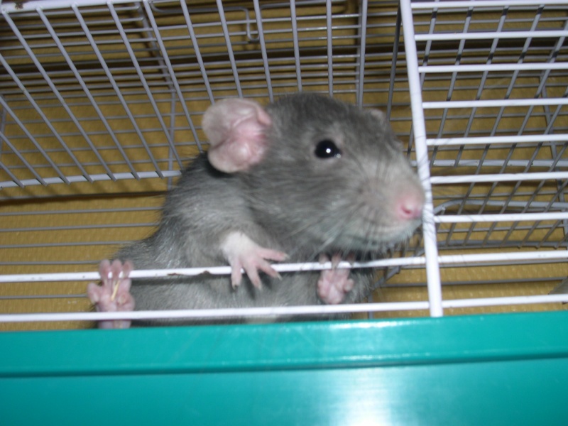 Rat male dumbo bleu (RP) Dscn0012
