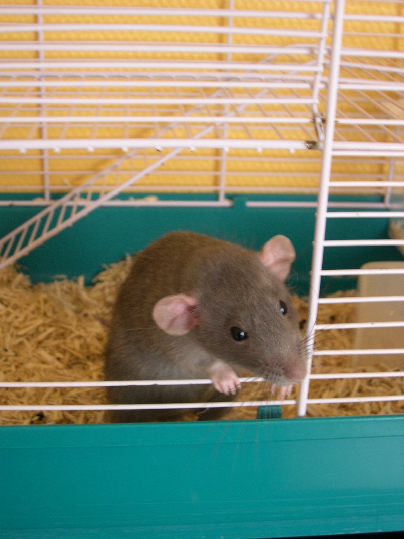 Rat male dumbo bleu (RP) Dscn0013