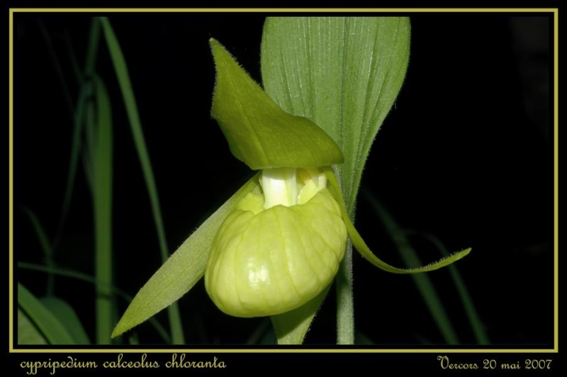 Cypripedium calceolus  ( Sabot de Vénus ) Rcypca11