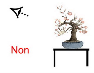 Photographie de bonsai Non1_r10