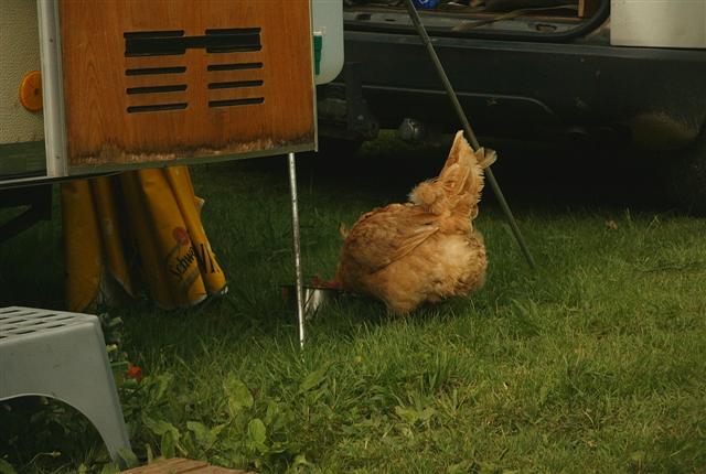 Pont de l'ascension.....inclassable Poules10