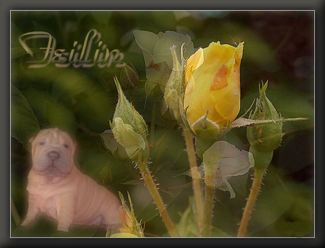 Ma rose d'amour Feilin10