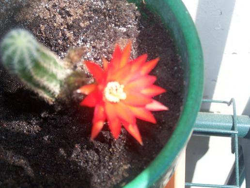 Bébé cactus a fait sa 1ère fleur[Chamaecereus silvestrii] 100_2125