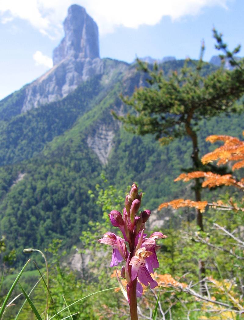 Cypripedium calceolus  ( Sabot de Vénus ) Trez0410