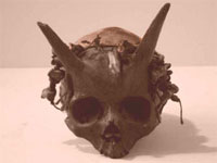 Crâne à corne, satyre? Skull_10