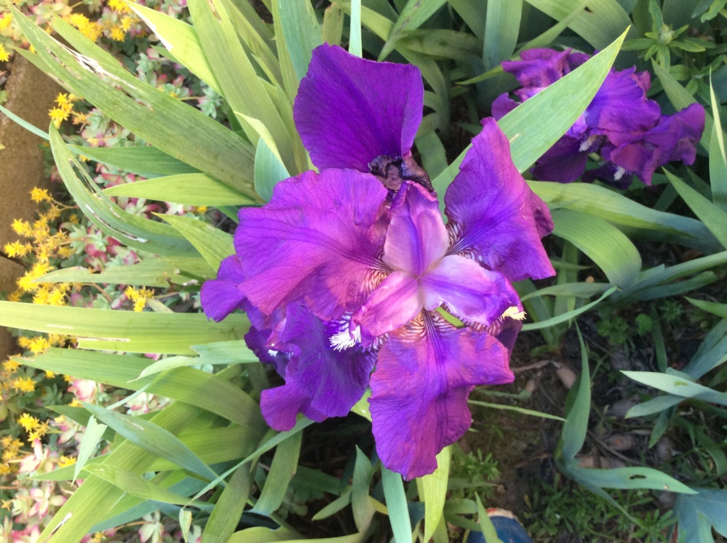 Iris nains 3a47cb10