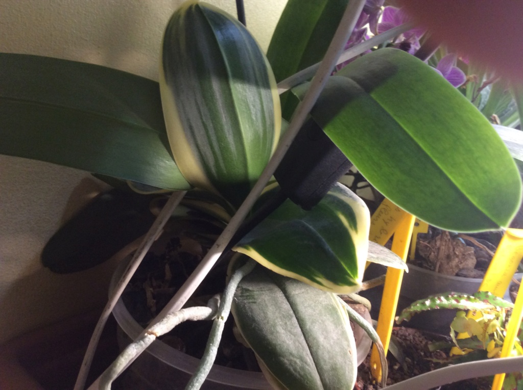 Quelques phalaenopsis Image36