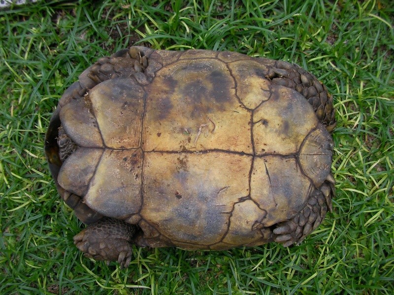 identification d'une grosse tortue d'Asie 13-12-11