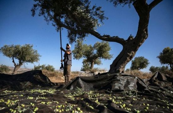 En Cisjordanie occupée, les colons menacent la récolte des olives Olives10