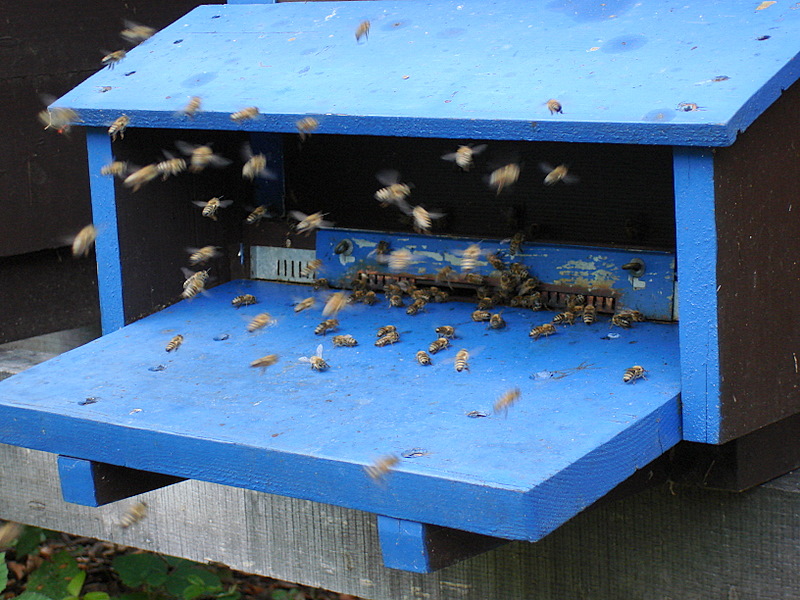Photo d'abeilles Dsc00011