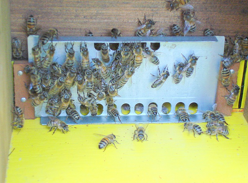 Photo d'abeilles Dsc00012