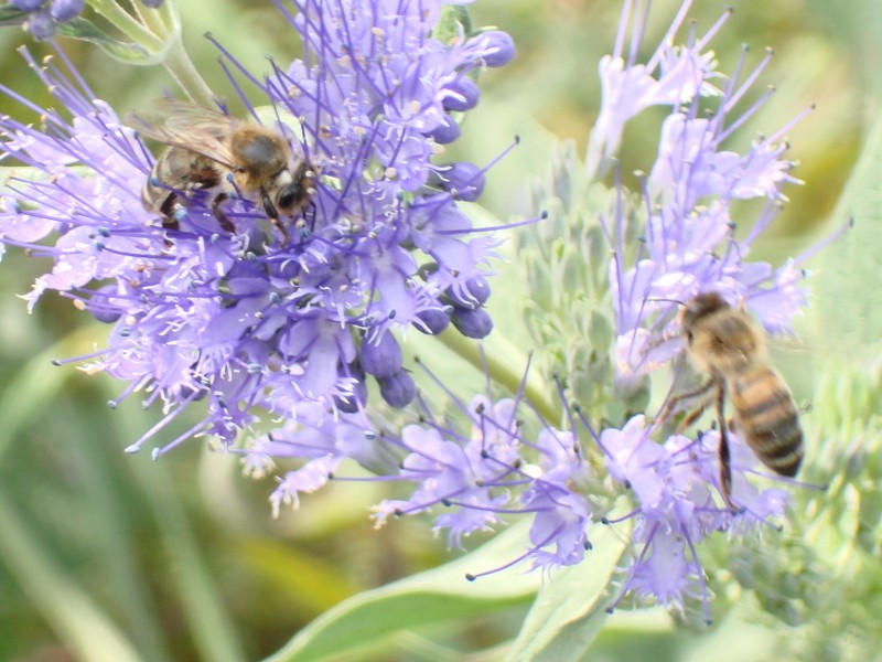 Photo d'abeilles Dsc00110