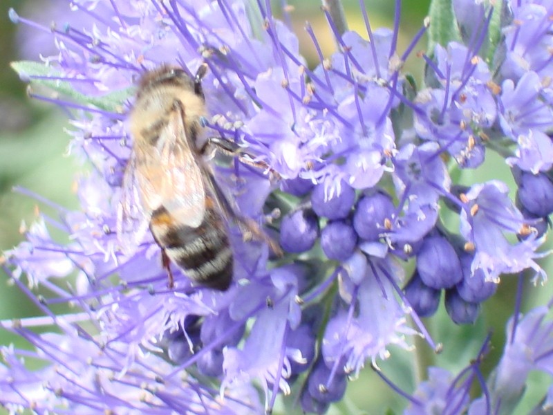 Photo d'abeilles Dsc00111