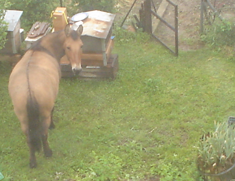 Enya se fait une virée dans le jardin ! Dsc01612