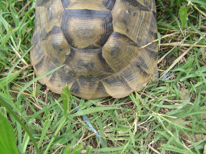 Identification de mon male graeca ? Photos15