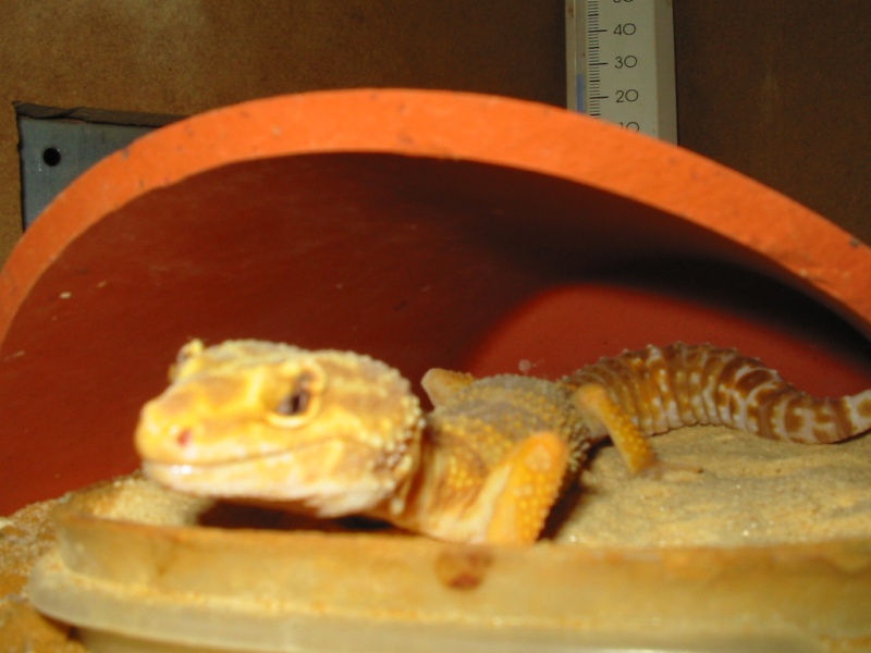 mon gecko Gecko-10