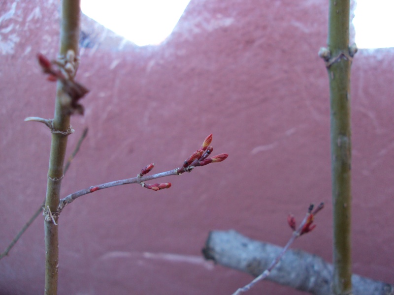 Acer Little Princes - Página 3 Dsc01311