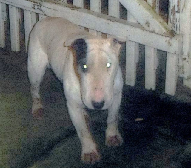 Bull terrier âgé en fourrière (Basse-Normandie) Bull10