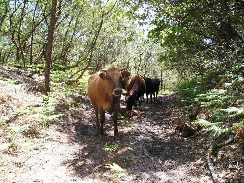 la plus belle race de France Vache_10