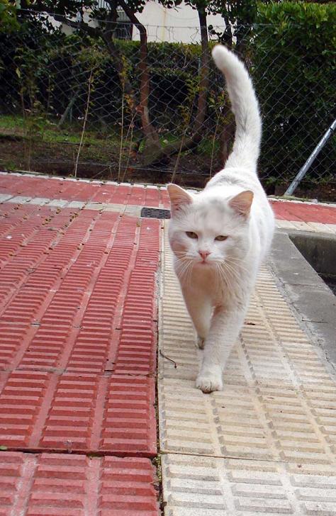Kitty, precioso gato blanco  casero que malvive en la calle. Madrid Kitty210