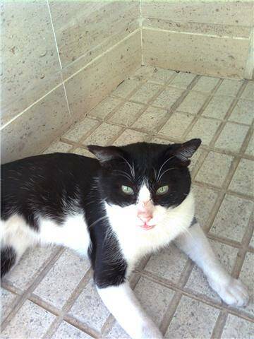 Michu, gato adulto malviviendo en las calles de Badajoz.