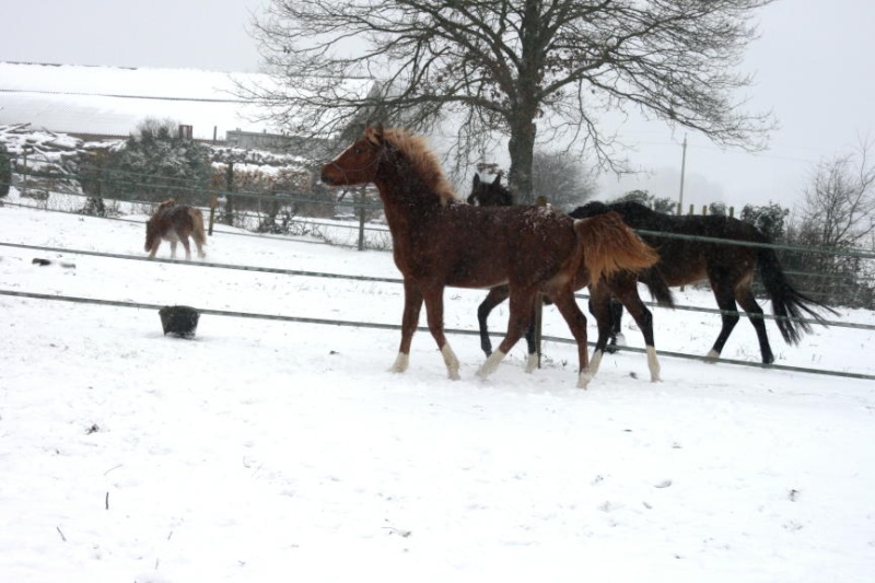 Il neige !!! - Page 6 Chevau10