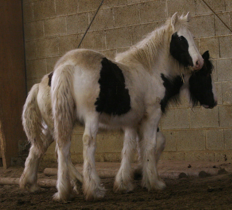 LUCKY EARS et SAPPHIRE, pouliches très grande taille Manege63