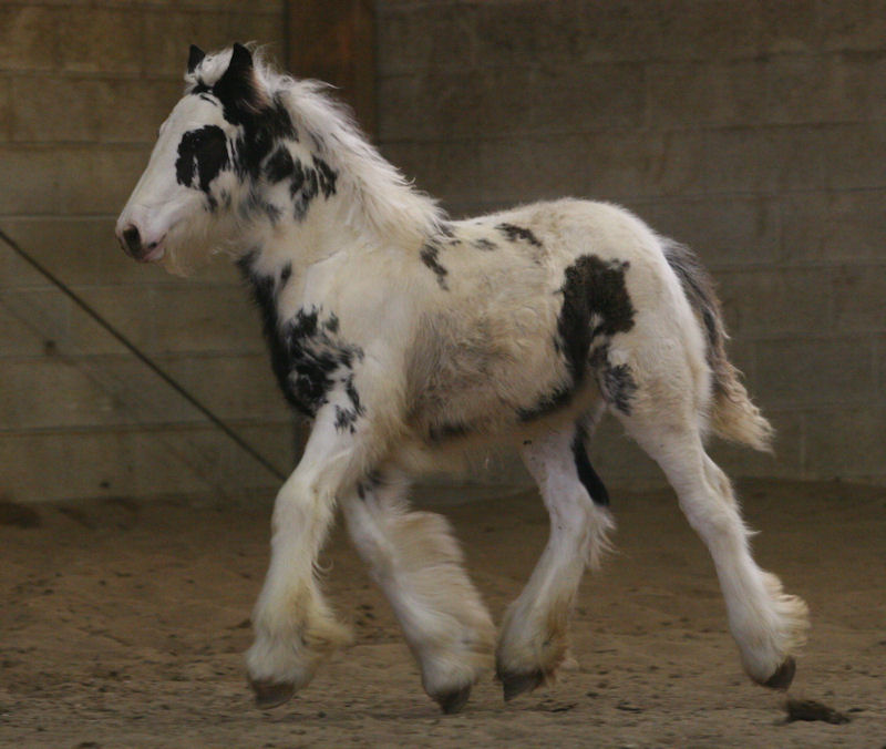 VERISTY et SPLASH.... mes perles....mes amours... Manege73