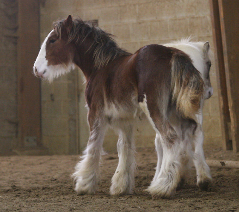 VANILLIA, VERY PRETTY, VENETIAN et VICTORIA Manege90