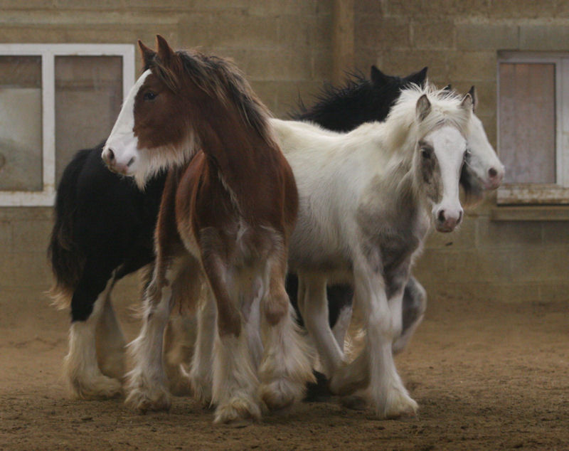 VANILLIA, VERY PRETTY, VENETIAN et VICTORIA Manege94