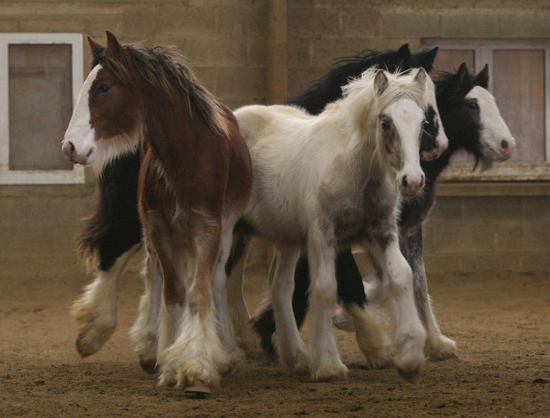 VANILLIA, VERY PRETTY, VENETIAN et VICTORIA Manege95