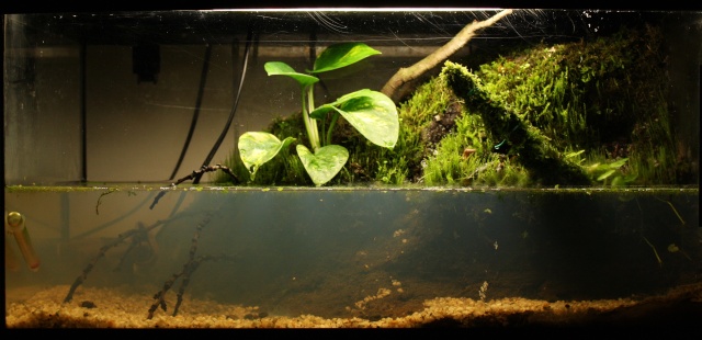 paludarium dans 54L Img_0110