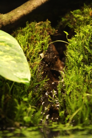 paludarium dans 54L Img_0210