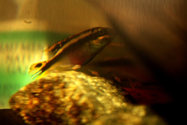 Pelvicachromis pulcher Img_0515