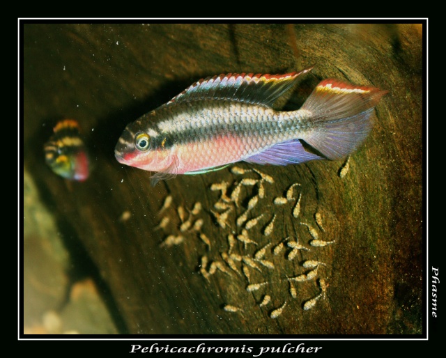 Pelvicachromis pulcher Img_0517