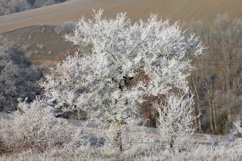 Les couleurs de l'hiver Img_6211