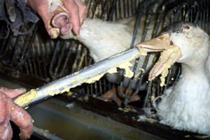 foie gras, foie malade 911-fo12