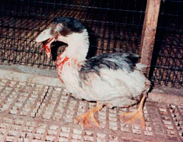 foie gras, foie malade 911-fo13