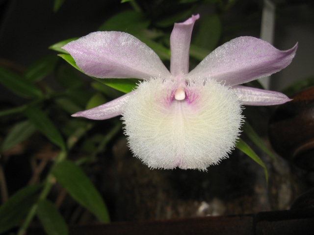 dendrobium pierardii Img_0110