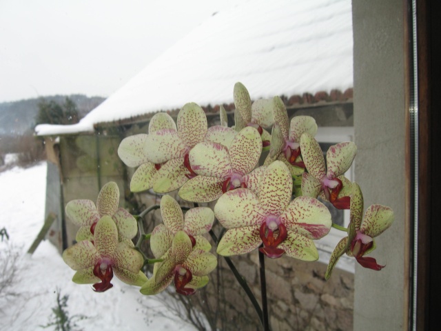 mes orchidées phalaenopsis Img_0120