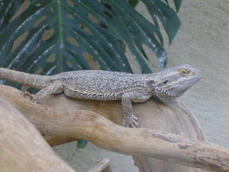 photos et vidéos du Tropiquarium de Servion, Suisse Hpim0916